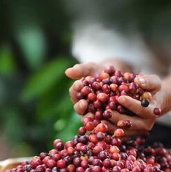 Nescafé Dolce Gusto Latte Macchiato Capsules - 90 Koffiecups -Koffie Drinken Winkel 1190x1200