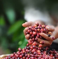 Nescafé Dolce Gusto Cortado Espresso Macchiato Capsules - 90 Koffiecups -Koffie Drinken Winkel 1192x1200