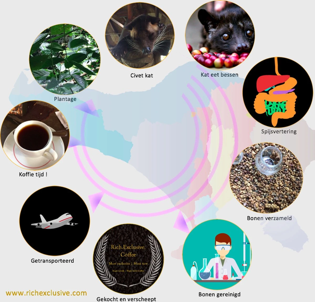 Kopi Luwak Koffie. 35 Gram Ongemalen Bonen. Direct Trade. Single Origin. The Original By Rich.Exclusive. 12 Kopi Luwak Koffie. 35 Gram Ongemalen Bonen. Direct Trade. Single Origin. The Original By Rich.Exclusive. - Afbeelding 12