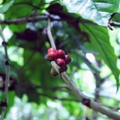 Kopi Luwak Koffie. 35 Gram Ongemalen Bonen. Direct Trade. Single Origin. The Original By Rich.Exclusive. 23 Kopi Luwak Koffie. 35 Gram Ongemalen Bonen. Direct Trade. Single Origin. The Original By Rich.Exclusive. -Koffie Drinken Winkel 1200x1200 106