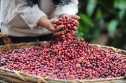 Nescafé Gold Espresso Oploskoffie - 6 Potten à 100 Gram -Koffie Drinken Winkel 1200x798 1