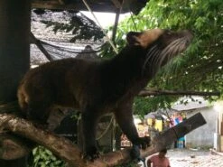 Kopi Luwak Koffie. 35 Gram Ongemalen Bonen. Direct Trade. Single Origin. The Original By Rich.Exclusive. 18 Kopi Luwak Koffie. 35 Gram Ongemalen Bonen. Direct Trade. Single Origin. The Original By Rich.Exclusive. -Koffie Drinken Winkel 1200x900 1