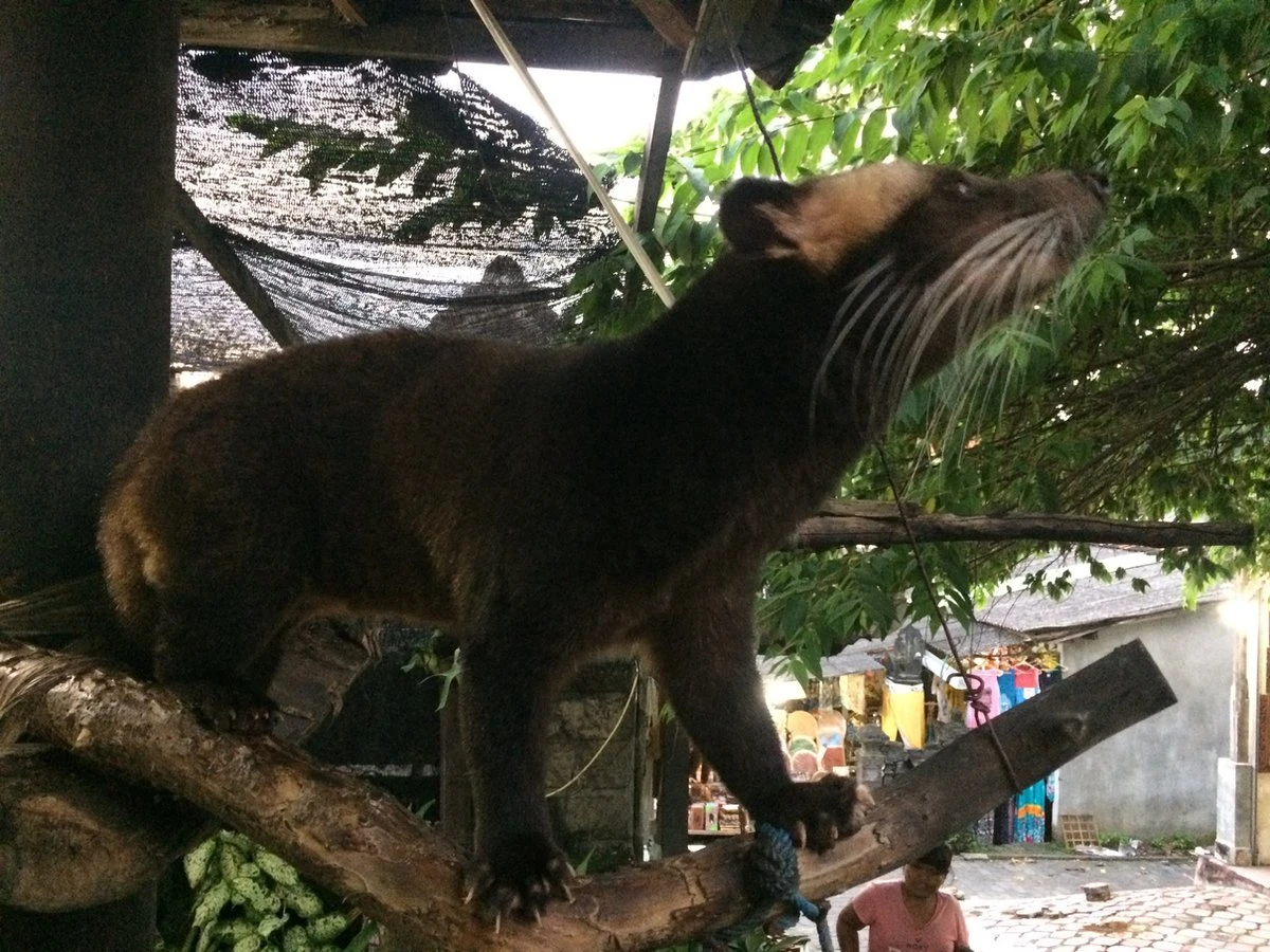 Kopi Luwak Koffie. 35 Gram Ongemalen Bonen. Direct Trade. Single Origin. The Original By Rich.Exclusive. 6 Kopi Luwak Koffie. 35 Gram Ongemalen Bonen. Direct Trade. Single Origin. The Original By Rich.Exclusive. - Afbeelding 6