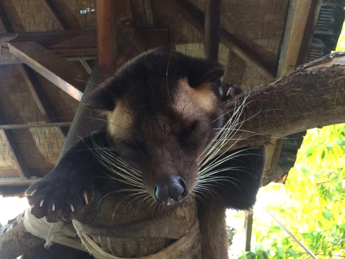 Kopi Luwak Koffie. 35 Gram Ongemalen Bonen. Direct Trade. Single Origin. The Original By Rich.Exclusive. 7 Kopi Luwak Koffie. 35 Gram Ongemalen Bonen. Direct Trade. Single Origin. The Original By Rich.Exclusive. - Afbeelding 7