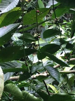 Kopi Luwak Koffie. 35 Gram Ongemalen Bonen. Direct Trade. Single Origin. The Original By Rich.Exclusive. 17 Kopi Luwak Koffie. 35 Gram Ongemalen Bonen. Direct Trade. Single Origin. The Original By Rich.Exclusive. -Koffie Drinken Winkel 900x1200 4